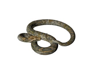 isolated snake nine