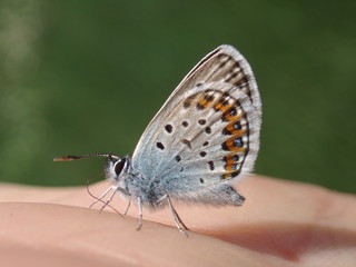 Obraz na płótnie Canvas butterfly on my hand