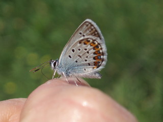 Fototapeta na wymiar butterfly on my hand