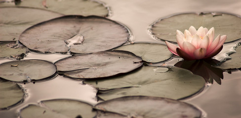 lily