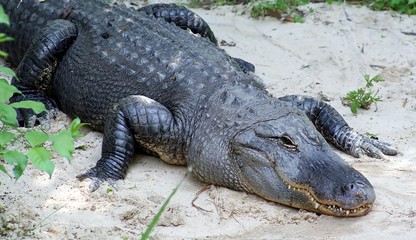 alligator in the wild - 819250