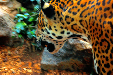leopardo © Jose Castellano