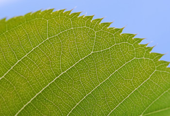 green leaf
