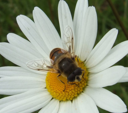 abeille