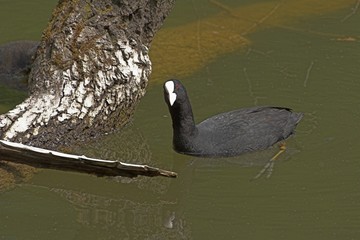 blaesshuhn im wasser
