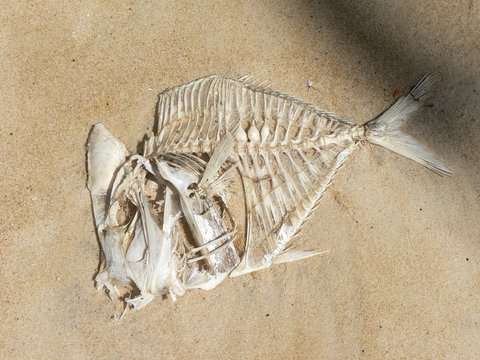 squelette de poisson