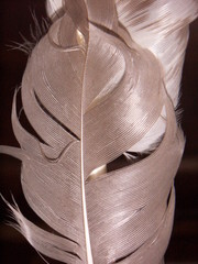 goose feather