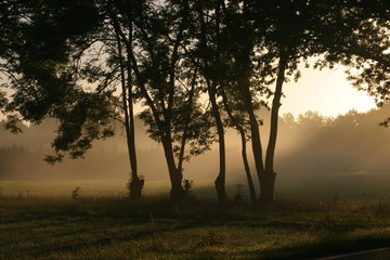 Fototapeta na wymiar sun shining over a foggy meadow