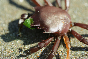 little crab with leaf