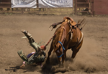 bronc rider takes a fall