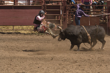 bull rider takes off