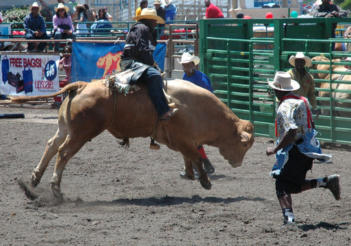 bull & rider