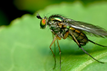 fly
