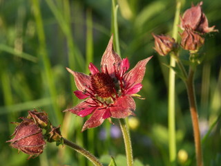 blüte des sumpfblutauges