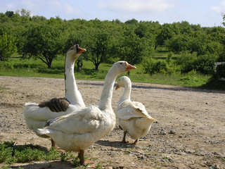 goose  family