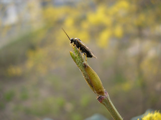spring insect