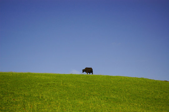 field with cow silouette