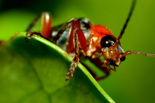 ugly insect