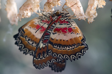 frisch geschlüpfte schmetterlinge