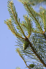 pine cones on tree