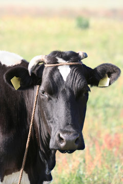 cow head