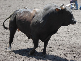 bull