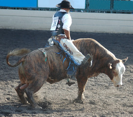 bull rider