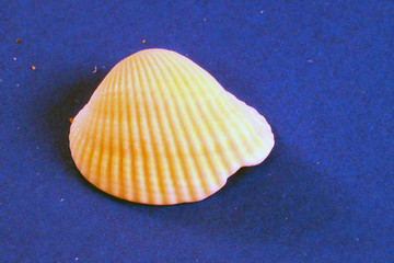 a broken seashell