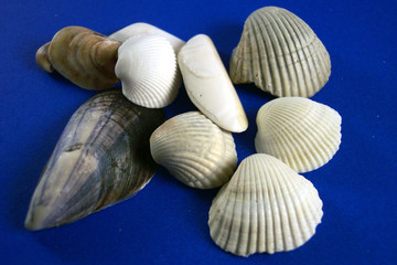 ten seashells