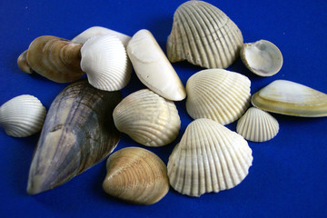 fifteen seashells