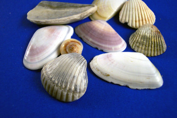 nine shells