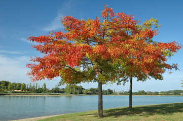 arbre orange et ciel bleu