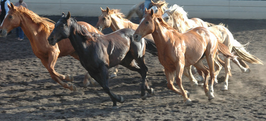 Fototapeta na wymiar stado koni