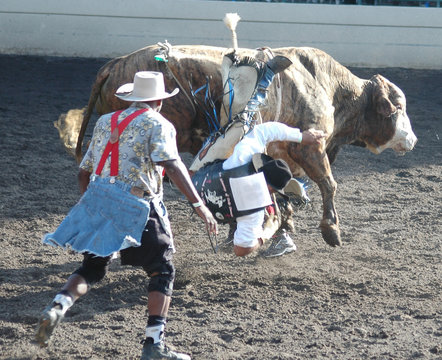 Bull Throwing Rider