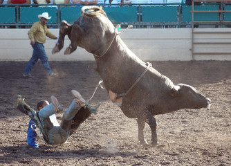 bucking bull
