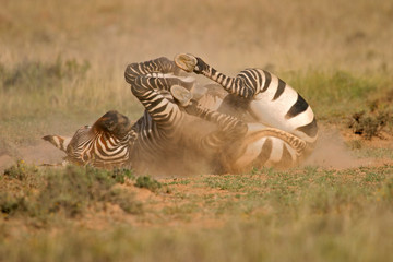 Obraz na płótnie Canvas Zebra górska