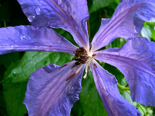 blue flower climatis