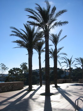 palmen im gegenlicht auf mallorca