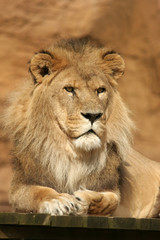 Fototapeta na wymiar lion posing