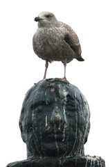 seagull on head © Eric Gevaert