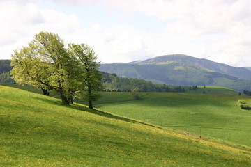 auf dem schauinsland 2