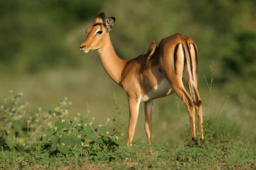 impala antelope - obrazy, fototapety, plakaty
