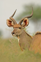 kudu antelope © EcoView