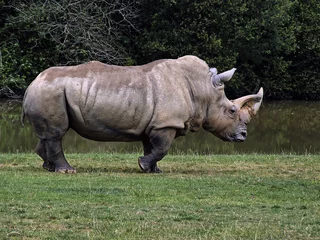 Foto op Plexiglas rhinoceros blanc © Pascal Péchard