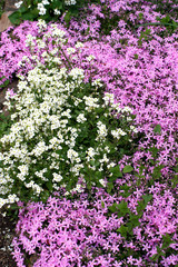 spring flowers in a garden.