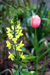 spring flowers in a garden.
