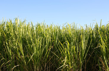 Obraz premium sugar cane