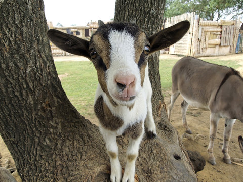 chevre