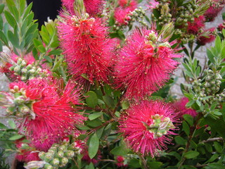calistemon flaschenputzer