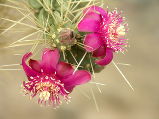 arizona cholla cactus blossoms